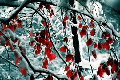 Snow Leaves Wallpapers