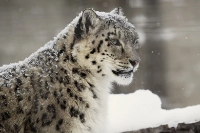 Snow Leopard Wallpapers HD Pictures