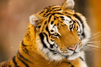 Artworks, Hd Images, Cool Wallpapers, Colors, Mac Backgrounds, Hd ...