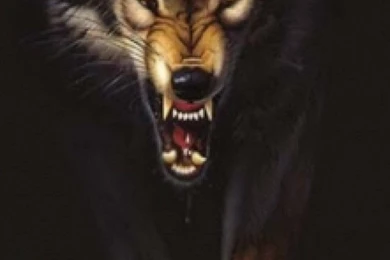 Free Wolf iPhone Wallpapers