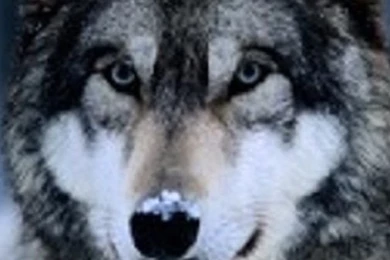 Wolf iPhone 5 Wallpapers (640x1136)