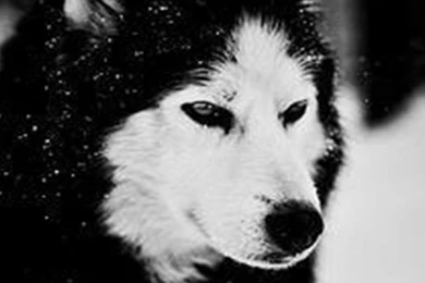 640x960 Wolf In Winter Iphone 4 Wallpapers