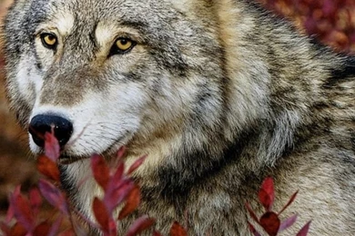 640x960 Wolf Iphone 4 Wallpapers