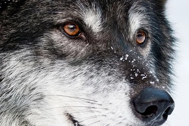 iPhone 6 Wolf Wallpapers HD, Desktop Backgrounds 750x1334 ...