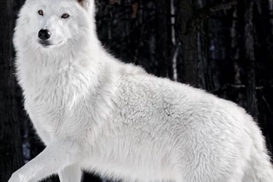 White Wolf HD Desktop Wallpapers : Widescreen : High Definition ...