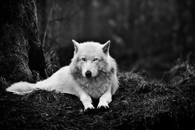 Free HD Wolf Wallpapers