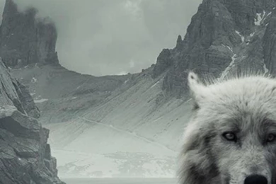 Wolf iPhone wallpaper for iPhone 6 750x1334 wolf snow.jpg