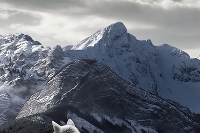 iPhone 5   Animal/Wolf   Wallpapers ID: 253660