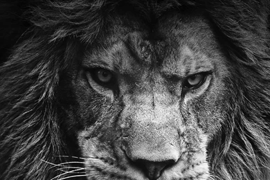 Apple_wallpaper_legendary lion_iphone5_parallax1.jpg