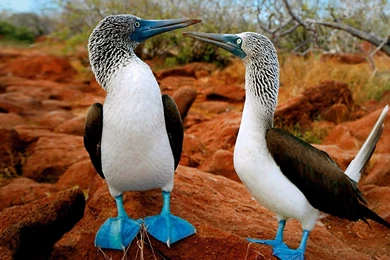 HD Wallpapers 1080p Widescreen Free Download For Desktop Best HD ...