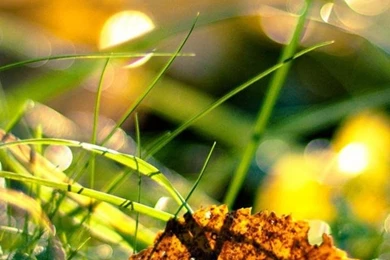 Full Hd Nature Wallpaper Images 273 iPhone 4   Kampkuz.com