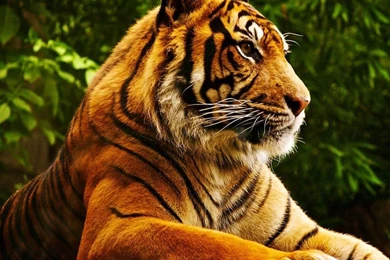 Tiger tablet hd wallpapers.jpg