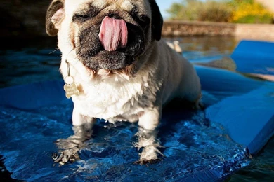 Cute Pet Pug Tablet Wallpapers 1024 1024 14 Catch Cool And ...