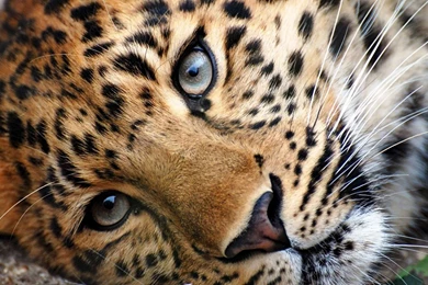 Lovely Cheetah Wallpapers