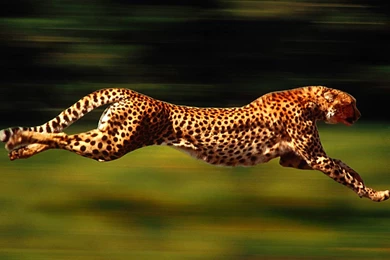Cheetah Desktop And Mobile Wallpapers   Animals Town