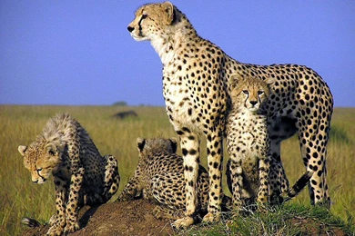 Cheetah Wallpapers Animals Town
