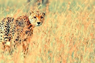 Cheetah Wallpapers   Animal Wallpapers