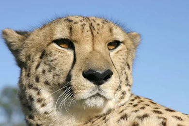 Free Cheetah Wallpapers Download   Animals Town