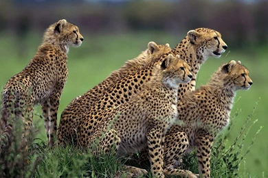 King Cheetah Wallpapers   Picture Gallery