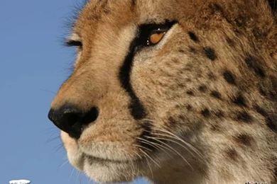 Cheetah On Pinterest
