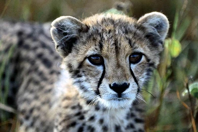 Cheetah Face   Wallpaper.