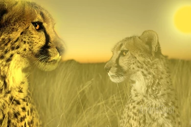 Cheetah Wallpapers « Animal Spot