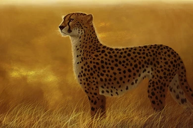 Cheetah Computer Wallpapers, Desktop Backgrounds