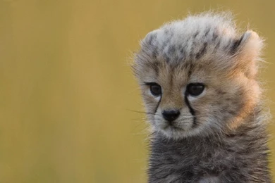 Cheetah HD Wallpapers And Backgrounds