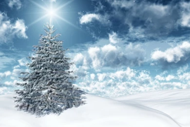 Holiday Tree Wallpapers And Images   Wallpapers, Pictures, Photos