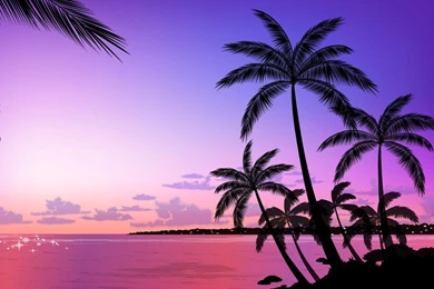 Palm Tree Wallpapers