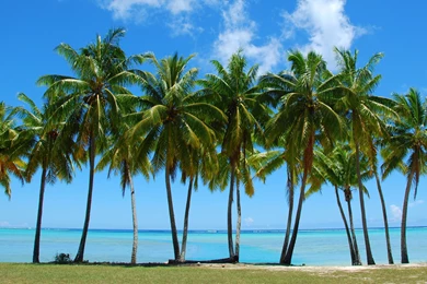 Tumblr Palm Tree Backgrounds   Picture Gallery