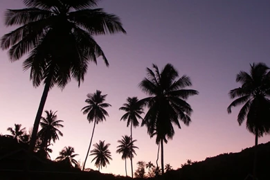 Island Beach Palm Tree   Wallpaper.