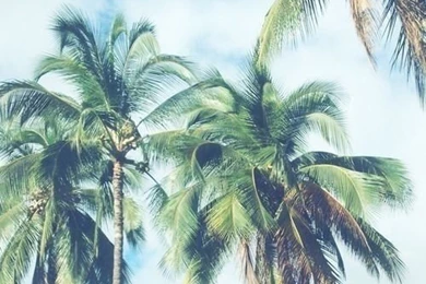 Palm Trees Wallpapers / Backgrounds / Home Screen