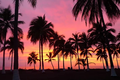 HD Quality Palm Tree Wallpapers High Quality   SiWallpapers 25379