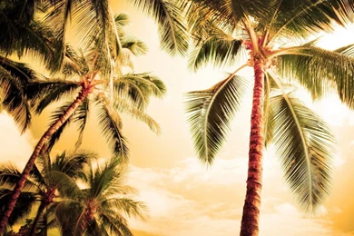 Palm Tree Wallpapers For Android