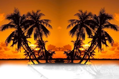 Palm Elevator Cabs Inc.   Services