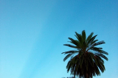 Date Palm Tree Blue Sky Backgrounds