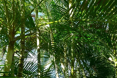 MLeWallpapers.com   Forest Of Palm Trees