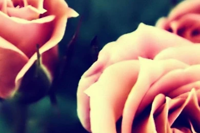 Pink Roses iPhone 6 Plus HD Wallpapers