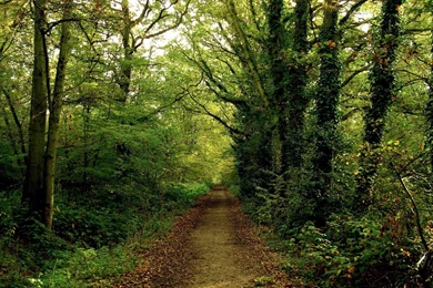 Powerpoint Backgrounds Forest   Pix For Web