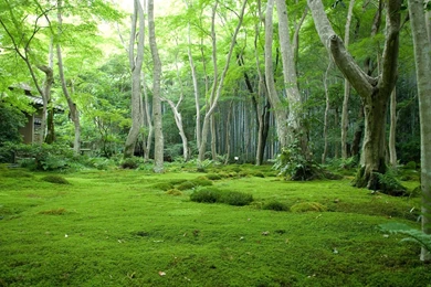 Forest Backgrounds   1561150