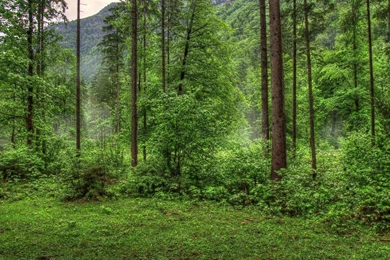 Rainy Forest Backgrounds By AustriaAngloAlliance On DeviantArt