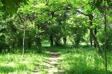 Forest_background_by_guardian_of_nature d3gypw5.jpg