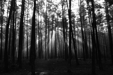 Dark Forest Backgrounds