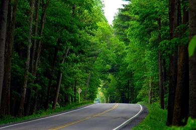 Green Forest Backgrounds