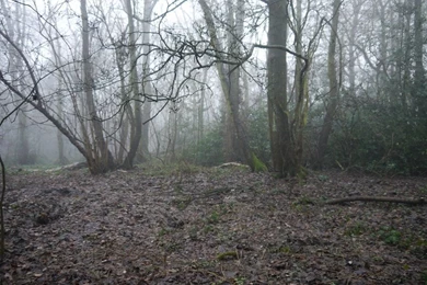 Dark Forest Backgrounds Stock By HumbleBeez On DeviantArt