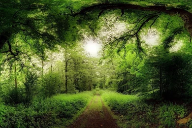 Path Through The Forest Backgrounds Wide Wallpapers