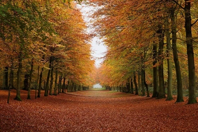 Forest Road During Autumn Wallpapers