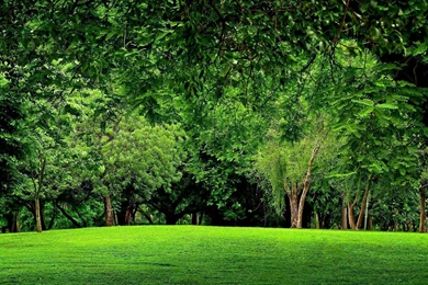 Free Green Forest Backgrounds 1889 HDWPro