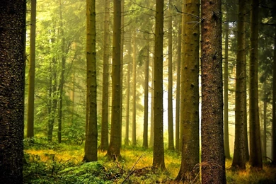 1269 Forest HD Wallpapers